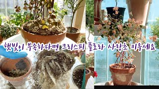 사랑초 구근번식/외목대 만들기 쉬운 사랑초 실리쿠오사/플럼 크레이지