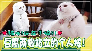 [TV Animal little butler] (Chinese SUB)😻cat Tofu's amazing talent! Stand on two feet like a meerkat