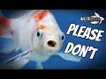 10 Things Fish Keepers Should NEVER DO