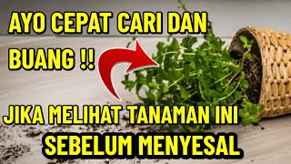 BIKIN GEMPAR SEKAMPUNG !!  TERNYATA INI 7 TANAMAN PEMBAWA SIAL CEPAT BUANG ATAU ANDA AKAN MENYESAL