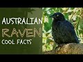 Australian raven facts