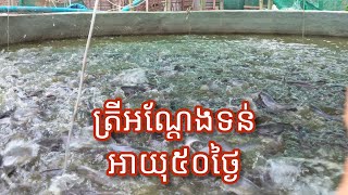 ត្រីអណ្តែកាត់ទន់ អាយុ៥០ថ្ងៃ 50days old Cat 🐠🐟