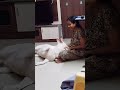 🔥அம்மா மட்டும் போதும் எனக்கு 🥰💥 shorts petlover funny dog cute puppy doglover love viral