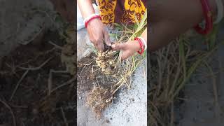 Ginger harvest