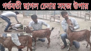 গর্ভবতী ছাগল চেনার উপায় || ছাগলের পেটে বাচ্চা আছে কিভাবে বুঝব ||  ছাগল পালন পদ্ধতি || new goat farm