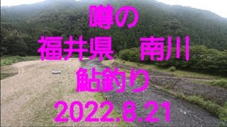 噂の福井県　南川の鮎釣り(2022.8.21)