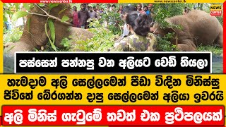 පස්සෙන් පන්නපු අලියට වෙඩි තියලා |මිනිස්සු ජිවිතේ බේරගන්න දාපු සෙල්ලමෙන් අලියා ඉවරයි