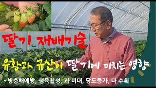 #딸기 재배기술 유황과 규산의 효과 - 과 비대, 당도증가, 다 수확, 병충해예방, 생육활성화에 대하여 설명 하였습니다. #유황규산오복이 #오복이 #오복이농법 #오복이딸기