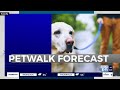 video herd of roosevelt elk spotted roaming along cannon beach