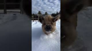 雪地里奔跑的小猪 雪地里撒欢 憨憨日常撸猪 神奇动物在抖音