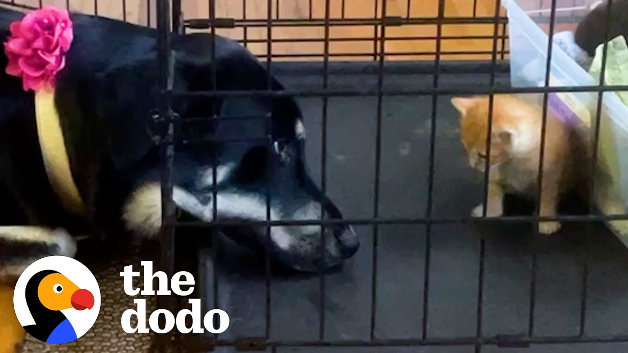 Grandma Brings Home A Rescue Kitten The Dodo Youtube