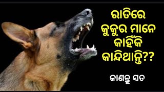 Why dog cry in night? କୁକୁର ମାନେ ରାତିରେ କାହିଁକି ଚିତ୍କାର କରନ୍ତି??