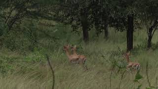 Black Buck Sanctuary Ranebennuru  Karnataka.               ಕೃಷ್ಣ ಮೃಗಗಳ ಅಭಯಾರಣ್ಯ ರಾಣಿಬೆನ್ನೂರು..