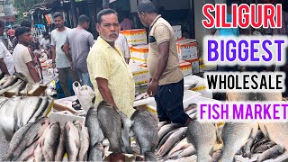 Siliguri Biggest Wholesale Fish 🐠 Market | Regulated Market | @TheAKO07vlog