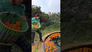 Amazing oranges!!🍊🍊🍊 #shorts #ytshorts #fruits