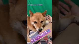 消毒豆柴　#shibainu #柴犬 #cute  #犬のいる暮らし #ペロペロ #japan