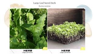 Large Leaf Sorrel Herb Seeds Red Sour Weed Field Rumex acetosa Organic Garden Heirloom Aromatic USA