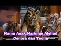 Nama Anak Harimau Alshad Ahmad Terbaru | Cenora dan Teona | Makin Lucu😍