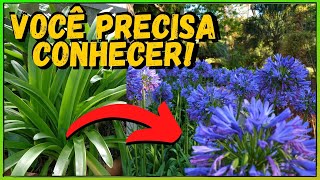 Agapanto - Conheça e saiba como plantar e cultivar CORRETAMENTE