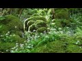 Nature Sounds & Relaxing Classical Music-Sound of Birds Singing-Johnnie Lawson-Relaxation