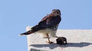 2016 AMERICAN KESTREL FALCON HIGHLIGHTS