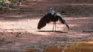 Grey-winged Trumpeter, Psophia c. crepitans, sunning, Brownsberg, Suriname, 10 Dec 2017 (4/5)