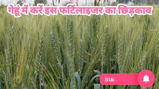 गेहूं में NPK 0-52-34 का प्रयोग।। गेहूं में 0 52 34 कब डालें? wheat farming