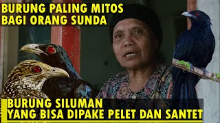 MITOS BURUNG SILUMAN - BURUNG TUWU - BURUNG SILUMAN YANG BISA SANTET DAN PELET - CERITA HORROR SERAM