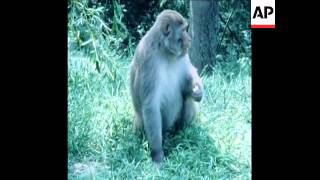 SYND 28 5 77 COLONY OF WILD BABOONS NEAR METZ