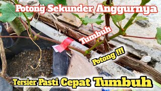 Inspirasi Berkebun : Potong Saja Sekundernya !!! Pohon Anggurmu Pasti Keluar Tersiernya