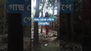 গাছ থেকে পেঁপে পেড়েছি। #everyone