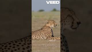 Interesting facts about Cheetah.