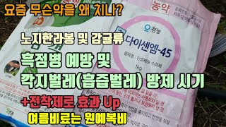 흑점병 및 깍지벌레의 방제 시기와 흡즙피해 깍지벌레약, 보호살균제 장마철 전착제효과와 여름비료주기