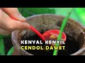 Kenyal Kenyil Cendol Dawet | SECRET STORY (24/01/23)