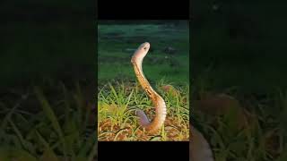 cobra resque. #bite #sakeattack #snakebite #snakeeggs #snakeclutch #eggs #snakebreeding#snake