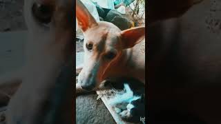 ❤️ #cat #dogreel #youtubeshorts അമ്മയില്ലാത്ത അമ്മാളുവിന്റെ അമ്മ ഇപ്പോൾ ഞങ്ങടെ സുന്ദരിപെണ്ണ് ആണ് 🥰🐕