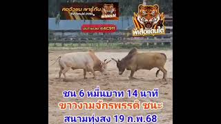 คลิปวัวชนย้อนหลัง ผลการชน ลังสาดแสงตะวัน (สงกรานต์) VS ขาวงามจักรพัฒน์ (ไอ้ท่อง)