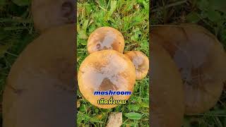 #Mushroom #เก็บเห็ดผึ้งเนย #คนไทยในต่างแดน  @SonjaFinland64