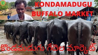 KONDAMADUGU BUFFALO MARKET కొండమడుగు గేదెల మార్కెట్ కొండమడుగు సంతలో గేదెల