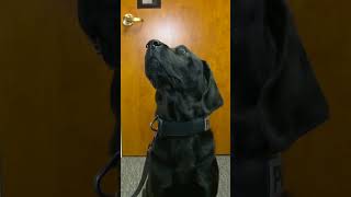 How device sniffing dogs can find hidden devices