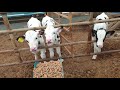 목장아들 사료를 처음 먹어본 송아지들의 반응은 2탄 cute calf