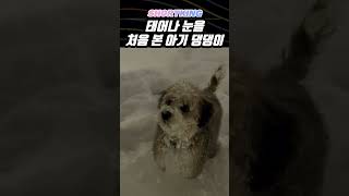 태어나 처음 눈을 본 댕댕이 반응 #dog