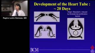 Embryology for the Cardiologist (Regina Lantin-Hermoso, MD) May 3, 2016