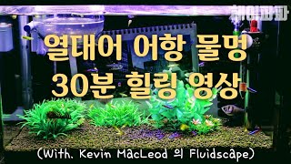 열대어 어항 30분 물멍 힐링영상, 힐링음악, 명상음악(Tropical fish port 30 minutes healing video, healing music)