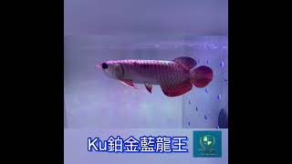 「台灣Ku龍魚貿易」台北陳帥認養Ku 鉑金藍龍王、Taiwan TOP blue base gold cross back Arowana 超頂級藍底過背金龍❤️