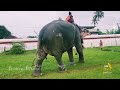 കോഴിപറമ്പിൽ അയ്യപ്പൻ kozhiparambil ayyappan kerala elephant koodalmanikyam irinjalakuda