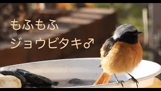 もふもふジョウビタキ♂の水浴び バードバス   〜　MOFU MOFU Fluffy Daurian Redstart, Male :  Bird bathing