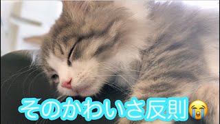 子猫の寝顔が反則級！Adorable  kitten face !!