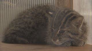 「めっちゃかわいい！」　三重・鳥羽水族館でスナドリネコの赤ちゃん一般公開　前足で魚を捕らえる「フィッシングキャット」