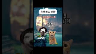 那一刻，友情胜过了爱情   #猫meme #猫meme小剧场 #cat #喵不可言 #shorts #友情 #爱情